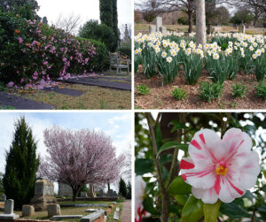 Oakland Cemetery Collage